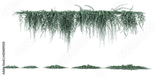 Collection of Trachelospermum Jasminoides,Star Jasmir on isolated transparent background photo