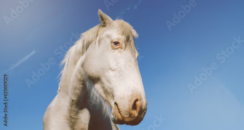Funny horse face being nosey closeup for inquisitive background with copy space.