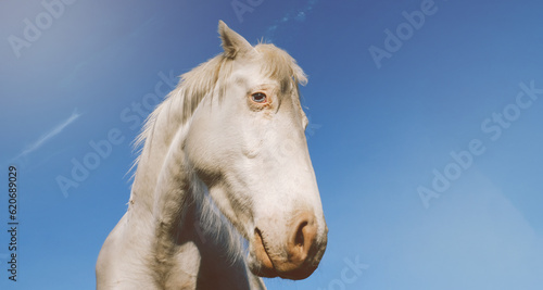 Bilde på lerret Funny horse face being nosey closeup for inquisitive background with copy space