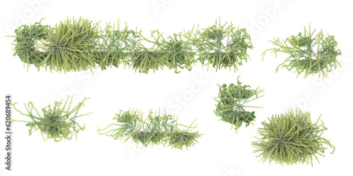 Top view of Sedum Morganinum Donkeys Tail on isolated transparent background Collection