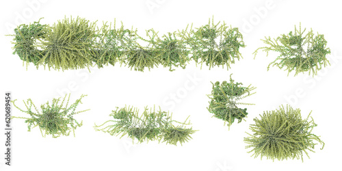Foto Top view of Sedum Morganinum,Donkeys Tail on isolated transparent background Col