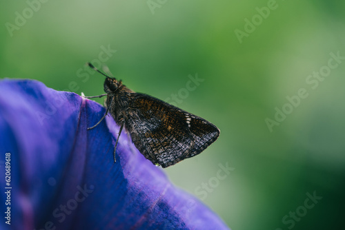 A moth standing in the petal of a purple flower.  photo