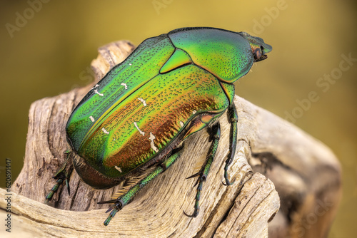 close up of a colorful rose chafer on a branch. dorsal view.