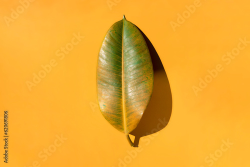 Multicolored leaf an a colored background photo