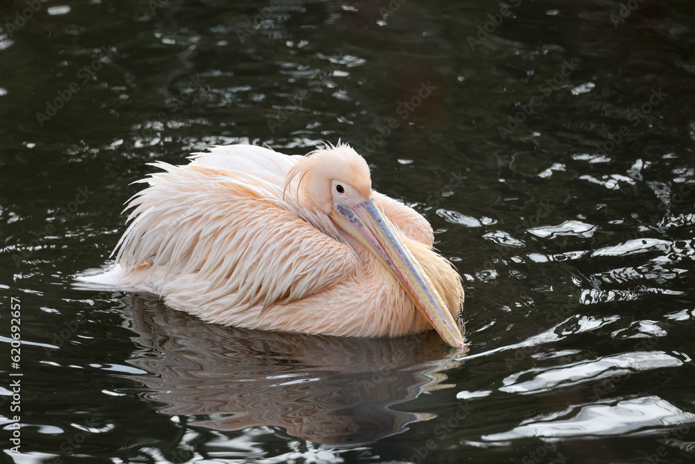 A Pelecanus onocrotalus bird in water
