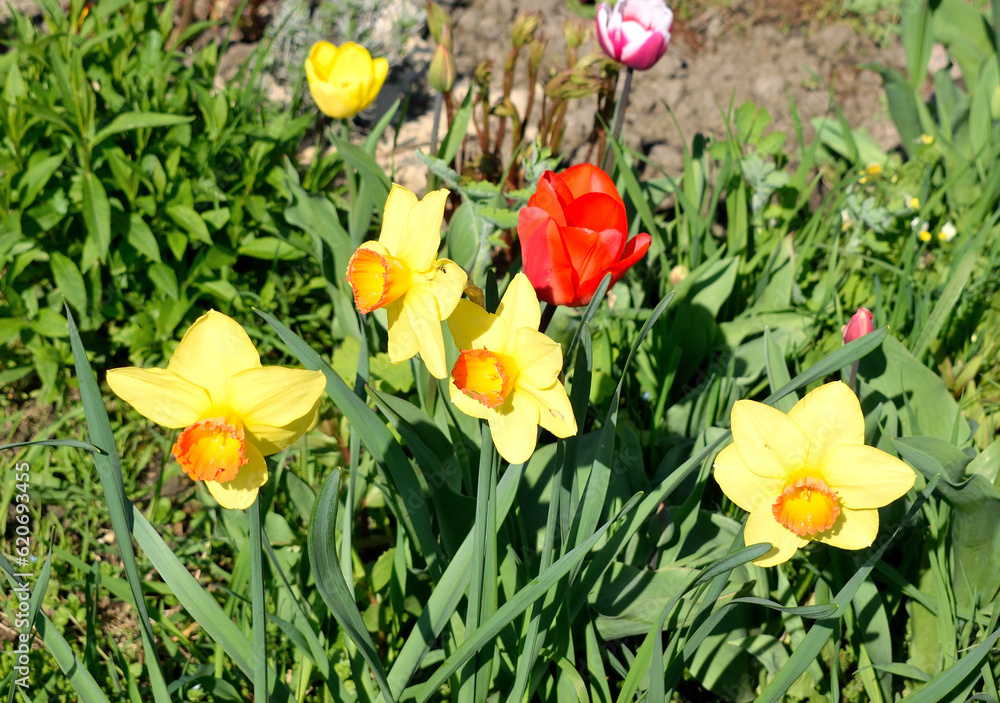 group of yellow flowering daffodils with tulips, close-up