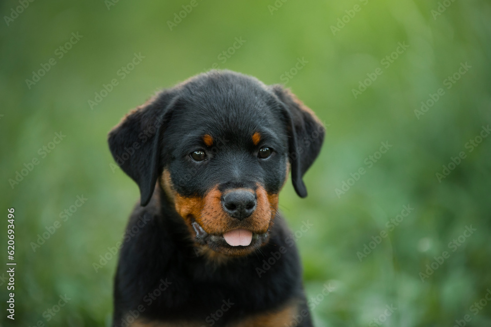 A puppy in the grass, in the park. Cute Rottweiler dog in nature. Walking with a pet in park A puppy in the grass, in the park. Cute Rottweiler dog in nature. Walking with a pet in park