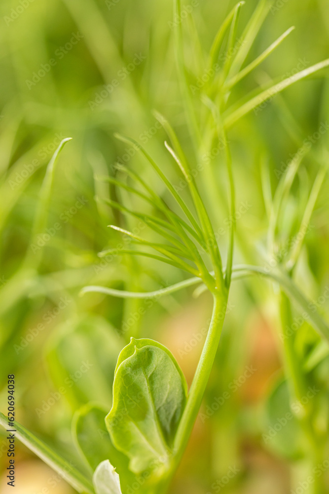 Macro closeup of pea sprouts microgreen leaves Macro closeup of pea sprouts microgreen leaves
