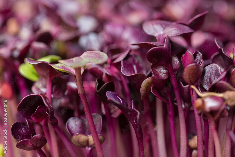 Macro closeup of purple radish microgreens sprouts