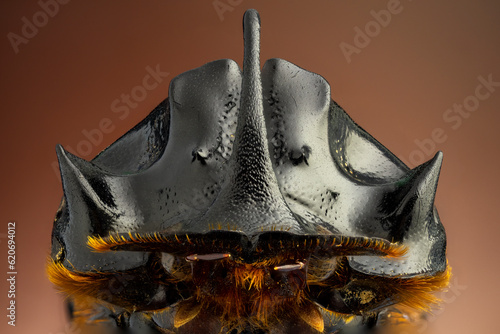 extreme close up of a horned dung beetle portrait. frontal view.