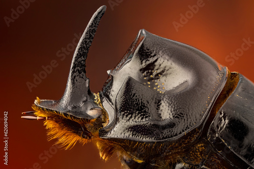 extreme close up of a horned dung beetle portrait. lateral view.