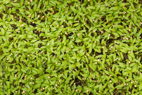 Top view of an abundance tray of cilantro microgreens photo