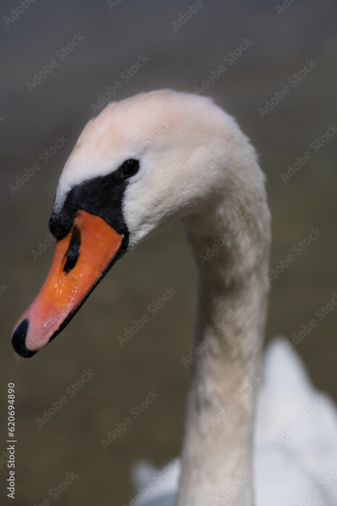 Fototapeta premium Portrait of the head of a white mute swan looking to the side. The image is in portrait format.