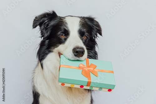 Slika na platnu Puppy dog border collie holding green gift box in mouth isolated on white background