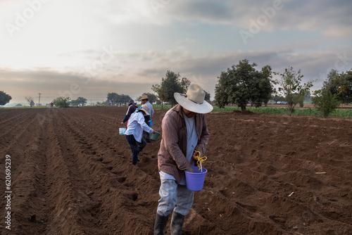 Teamwork: Mexican Farmer Collaborating on Bean Planting