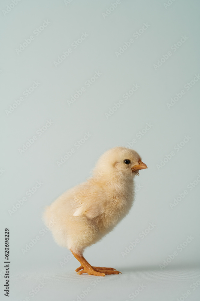 Side View Of Baby Chick Studio Portrait On Pastel Background Side View Of Baby Chick Studio Portrait On Pastel Background