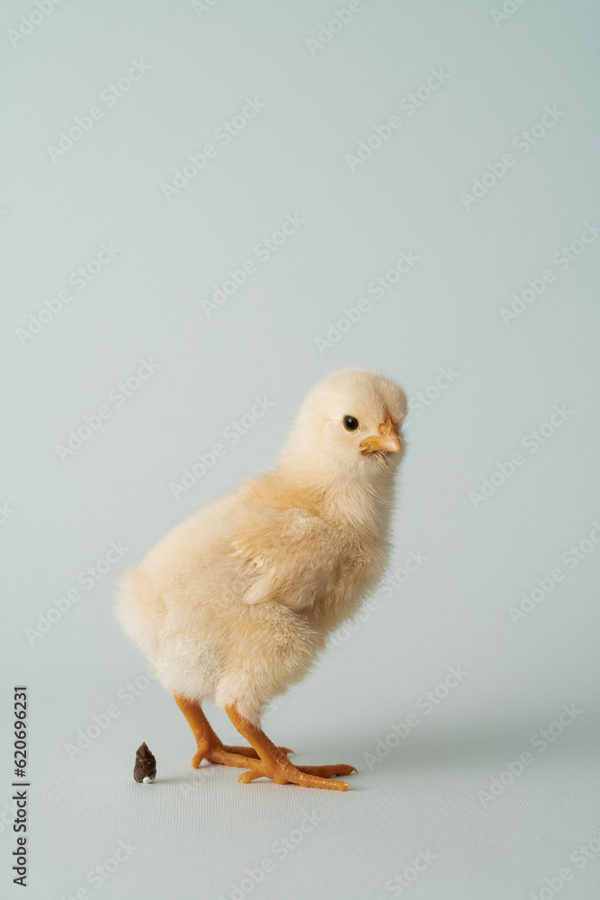 Baby Chick With Small Poop Studio Portrait Baby Chick With Small Poop Studio Portrait