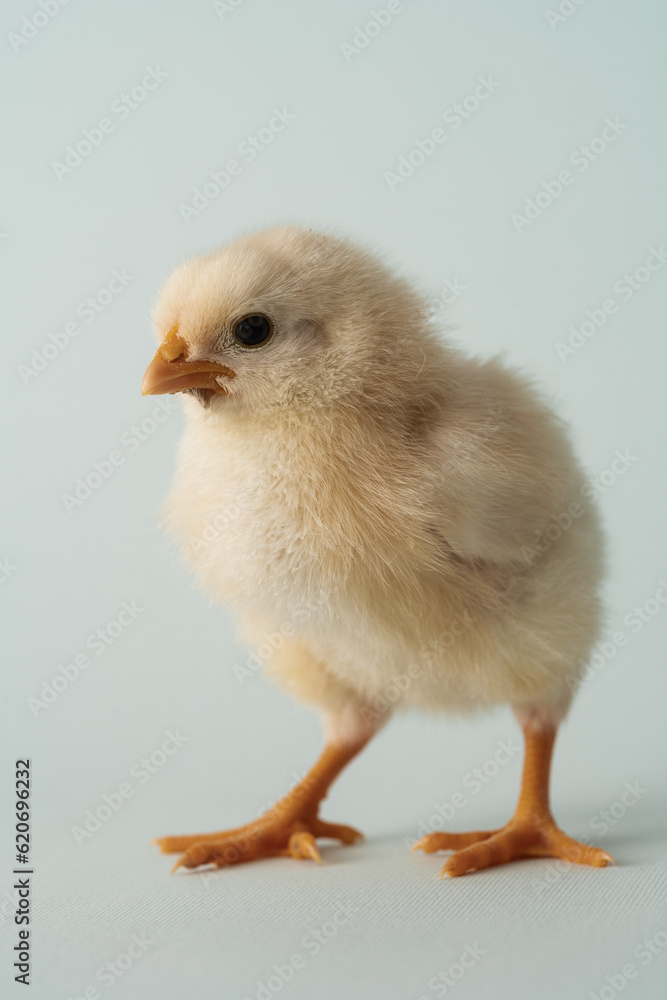 Chick Studio Portrait On The Pastel Background Chick Studio Portrait On The Pastel Background