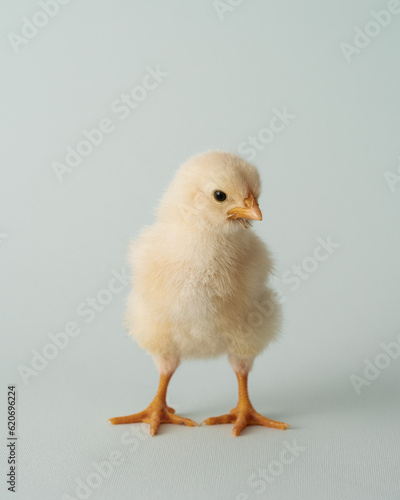 Baby Chick Studio Portrait On Pastel Background photo