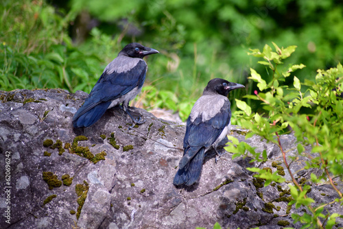 Baby Crows Looking Away photo