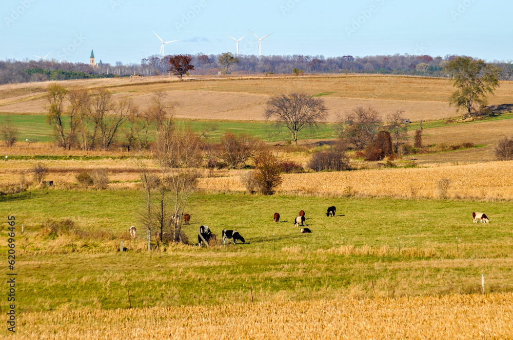 Cows Grazing On The Hillside At Horicon Marsh Wildlife Refuge In Wisconsin In Fall