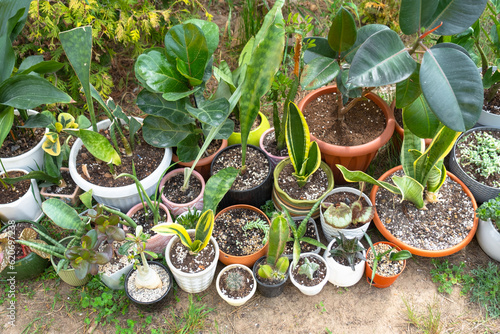 Domestic tropical plants are a group walking outside in the summer to accelerate growth. Walking home plants in pots in the garden