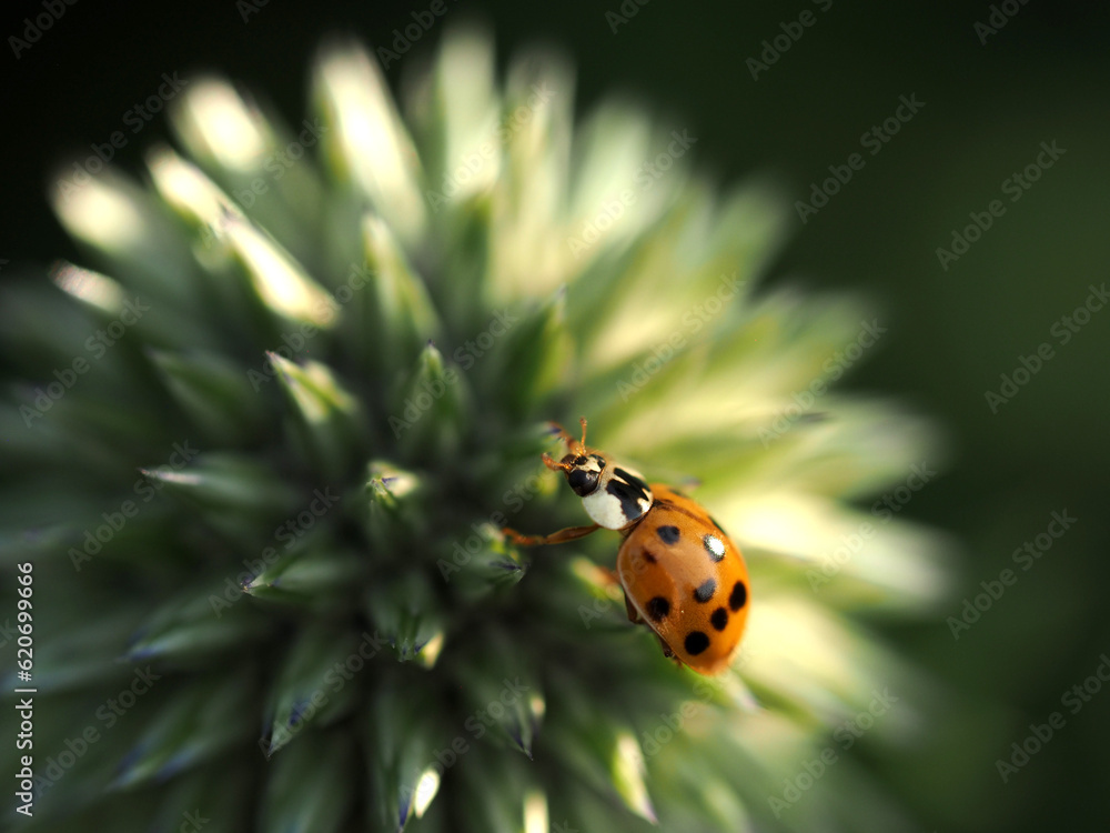 Fototapeta premium Ladybug in ball