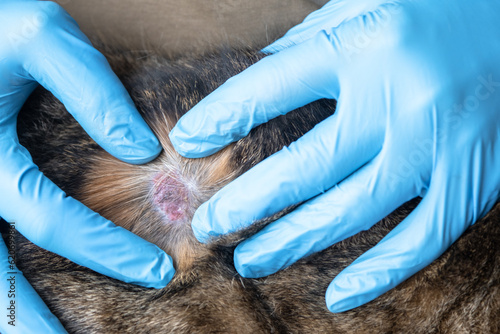 The fungal disease lichen in a cat under the coat is a dry crust of sores with hair loss. Veterinarian's hands in gloves, wound close-up