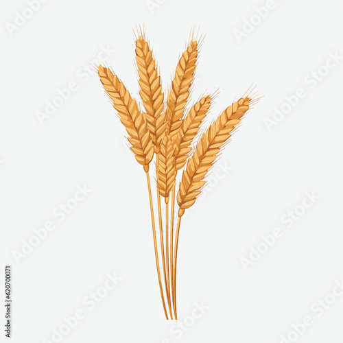 wheat vector flat minimalistic asset isolated illustration