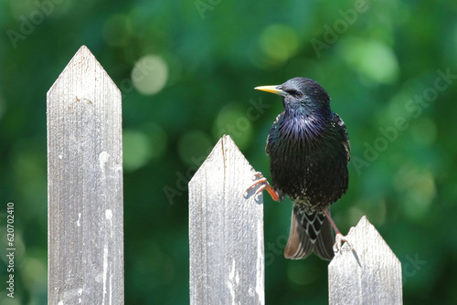 Gemeiner Star / Common starling / Sturnus vulgaris