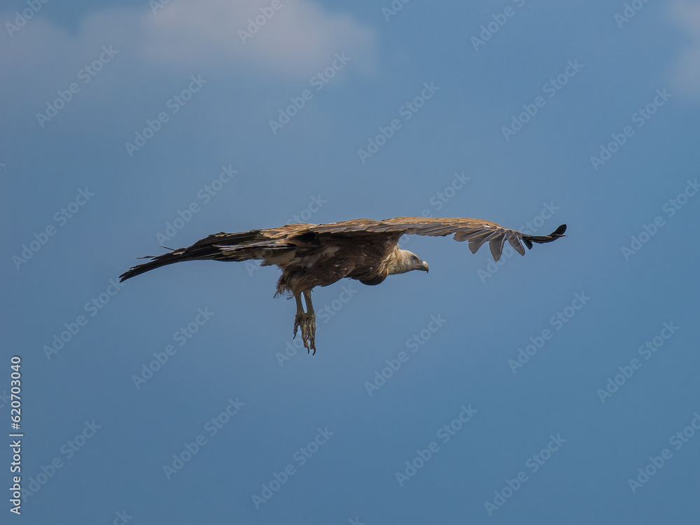 Fototapeta premium Buitre leonado ibérico