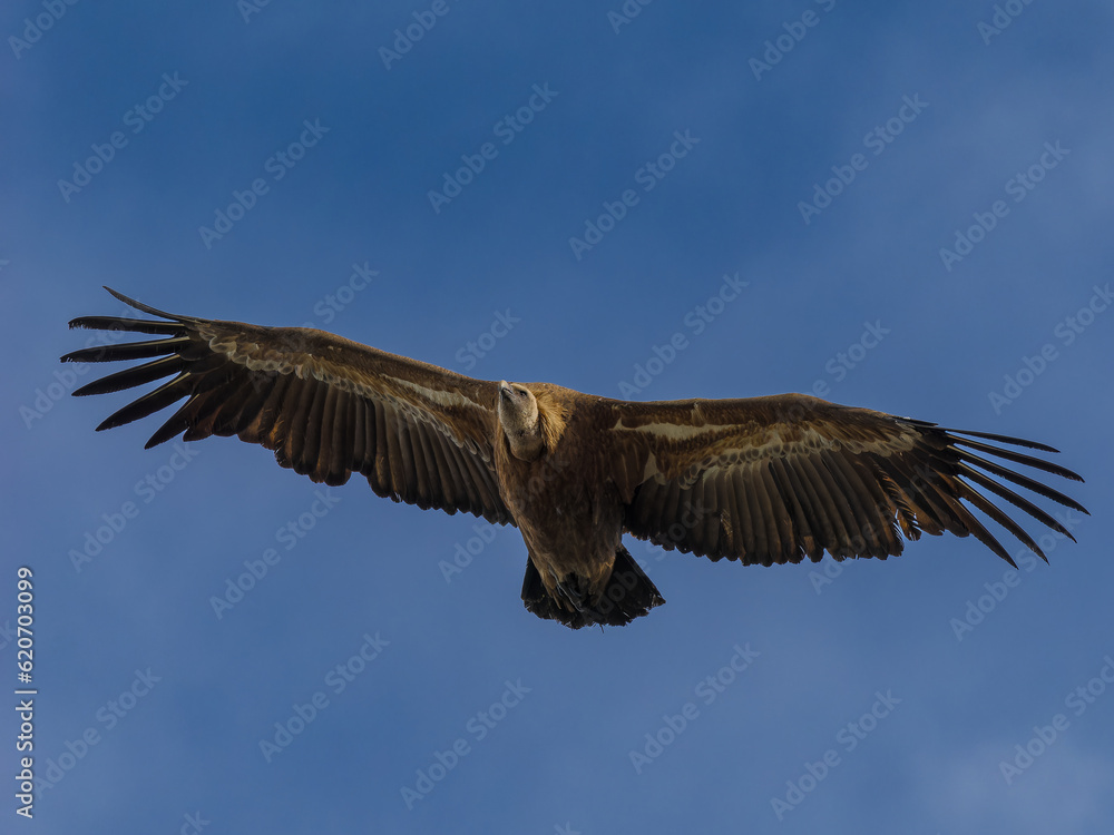 Obraz premium Buitre leonado ibérico