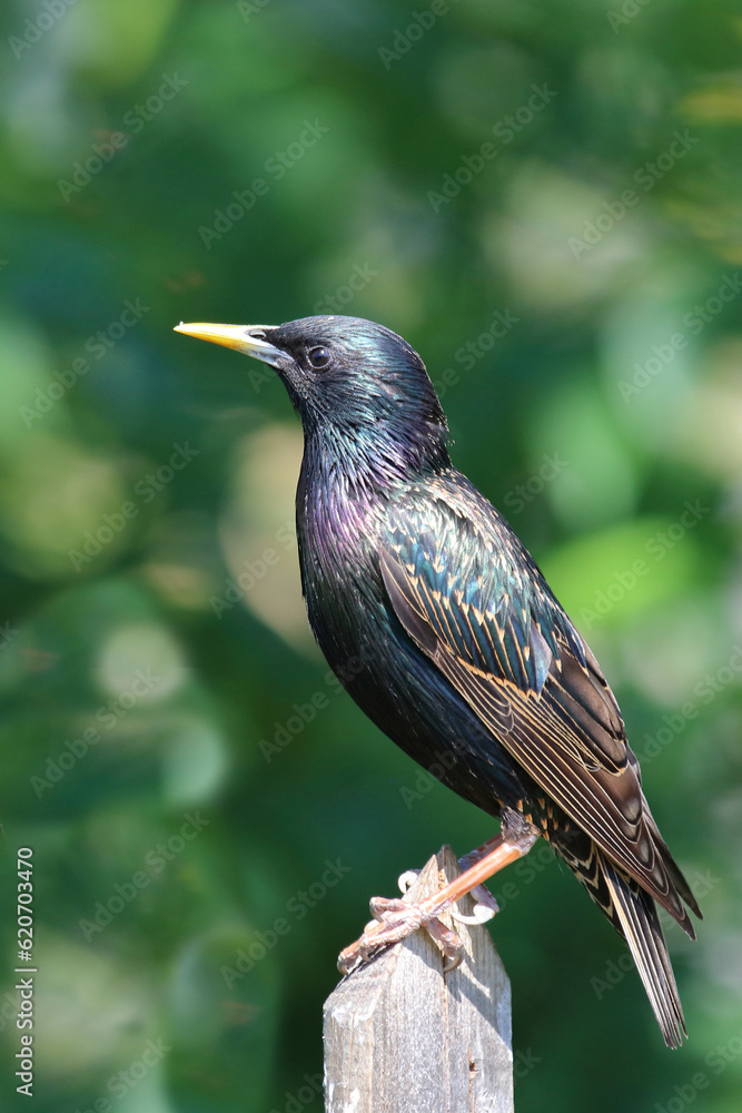 Gemeiner Star / Common starling / Sturnus vulgaris Gemeiner Star / Common starling / Sturnus vulgaris