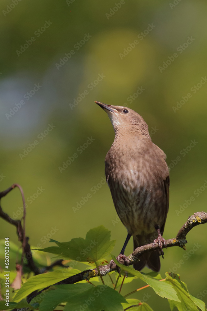 Obraz premium Gemeiner Star / Common starling / Sturnus vulgaris.