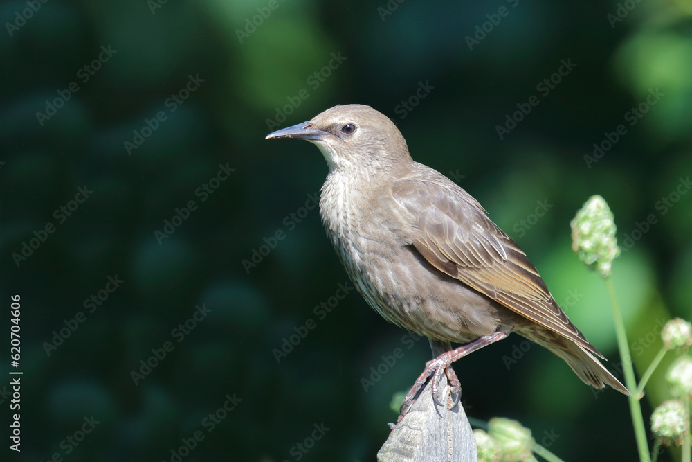 Gemeiner Star / Common starling / Sturnus vulgaris. Gemeiner Star / Common starling / Sturnus vulgaris.