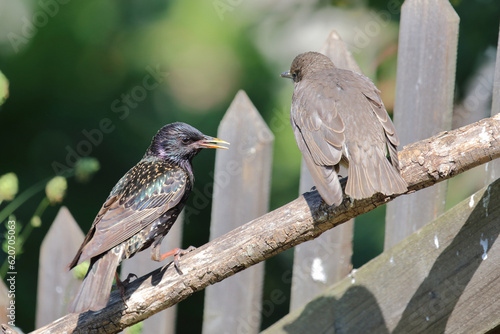 Gemeiner Star / Common starling / Sturnus vulgaris.