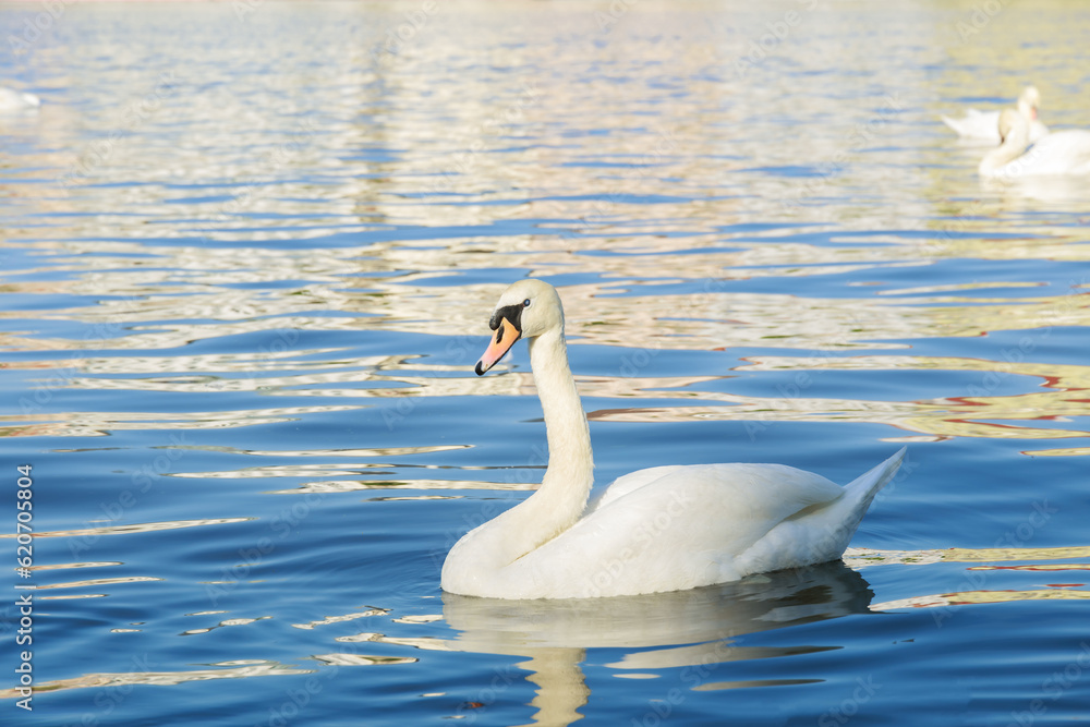 The swan's effortless glide on the water showcased its innate ability to navigate and adapt to its aquatic habitat with unmatched elegance. The swan's effortless glide on the water showcased its innate ability to navigate and adapt to its aquatic habitat with unmatched elegance.