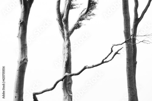 Group of Beech Trees in Black and White