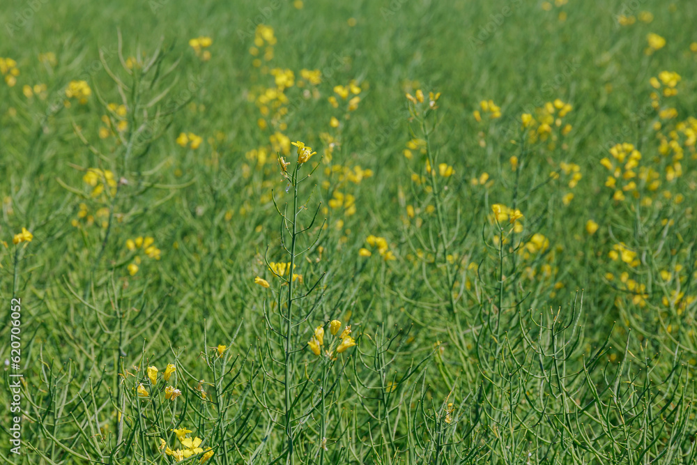 Many farmers rely on rapeseed cultivation as a source of income.