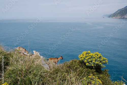 Seascape with goats photo