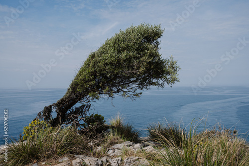 Tree bent by the wind photo