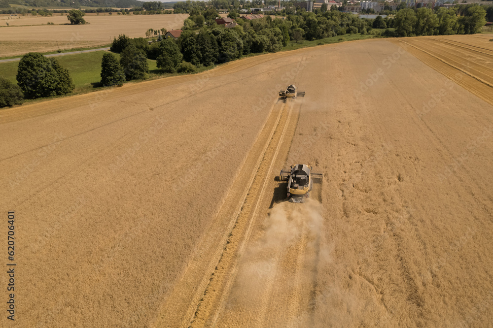 Fototapeta premium Collected wheat undergoes further processing and storage before reaching consumers.Wheat combines can cover vast areas in field, ensuring an efficient collection of crop.