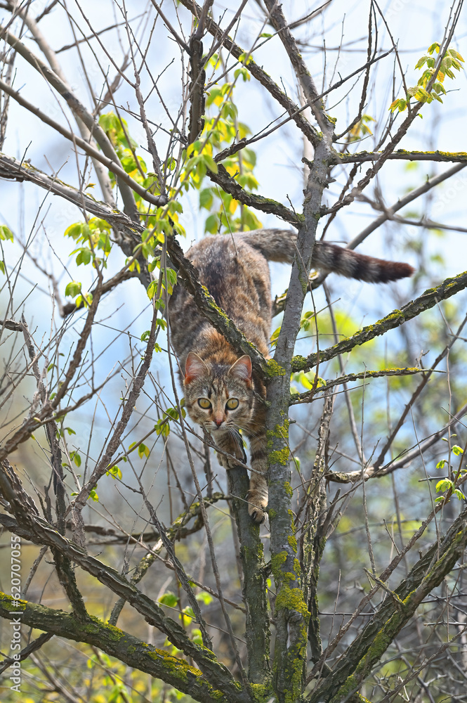 The cat is looking for the bird that climbed the tree. The cat is looking for the bird that climbed the tree.