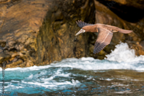 Brown-and-white booby in flight