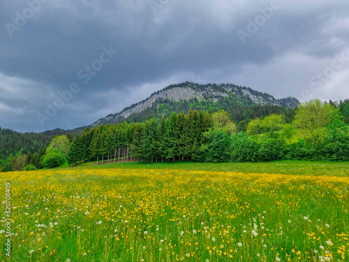 Summer austrian landscape with green meadows and impressive mountains  view from small alpine village Tauplitz  Styria region  Austria