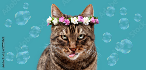 Tabby cat with a pink tongue and a serious look in a wreath of flowers