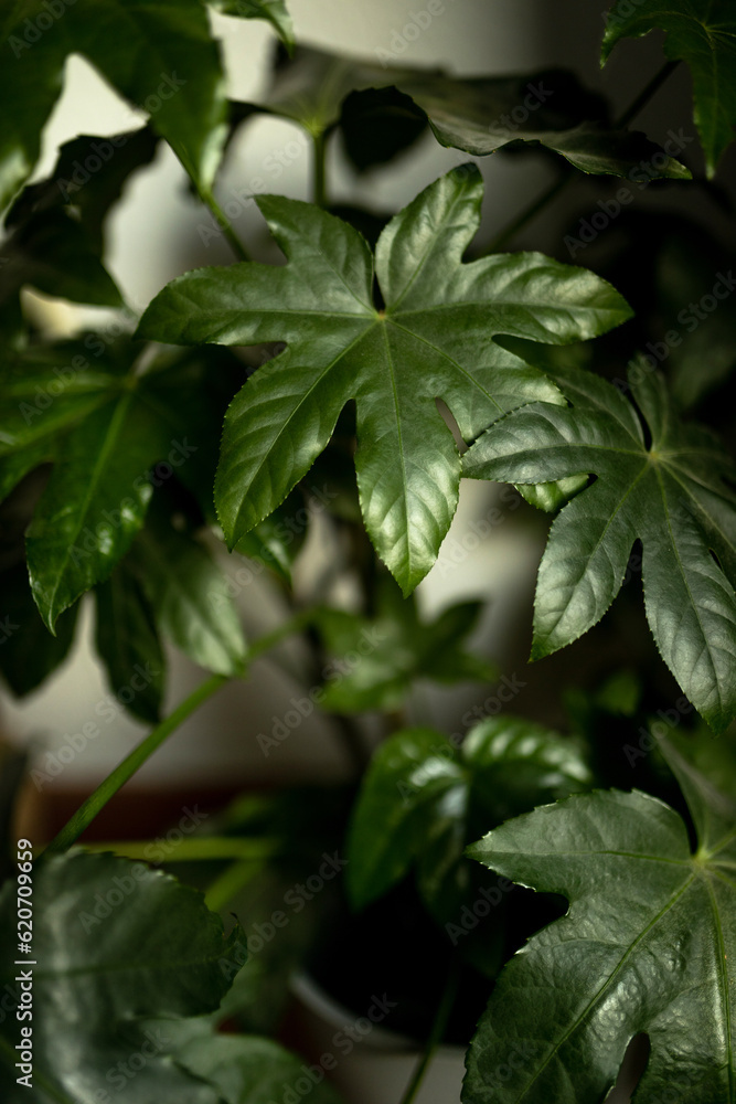 green leaves of a plant green leaves of a plant