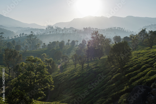 Hills covered with tea bushes and trees.