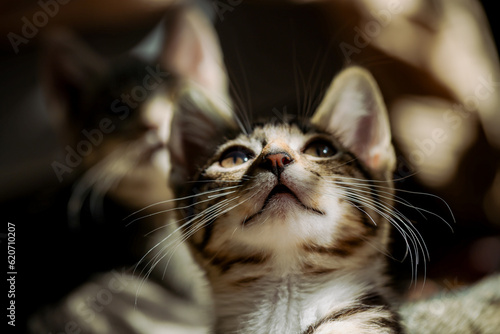 Kitten in a Tabby Background