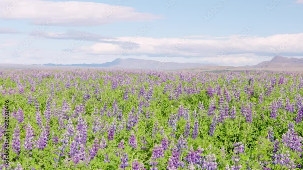 Wide open field of Lupin flowers under bright sun, Iceland Wide open field of Lupin flowers under bright sun, Iceland